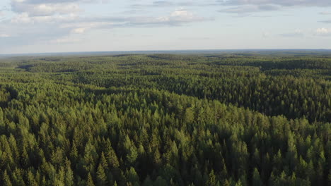 vast endless green taiga boreal wilderness filmed from a drone