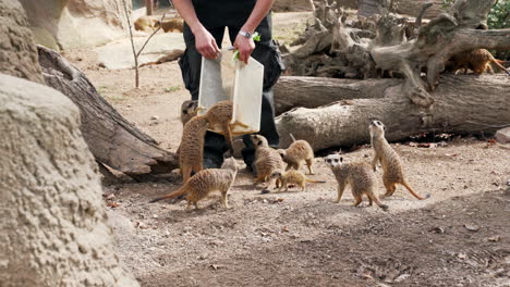 el cuidador del zoológico alimenta a las suricatas en un zoológico