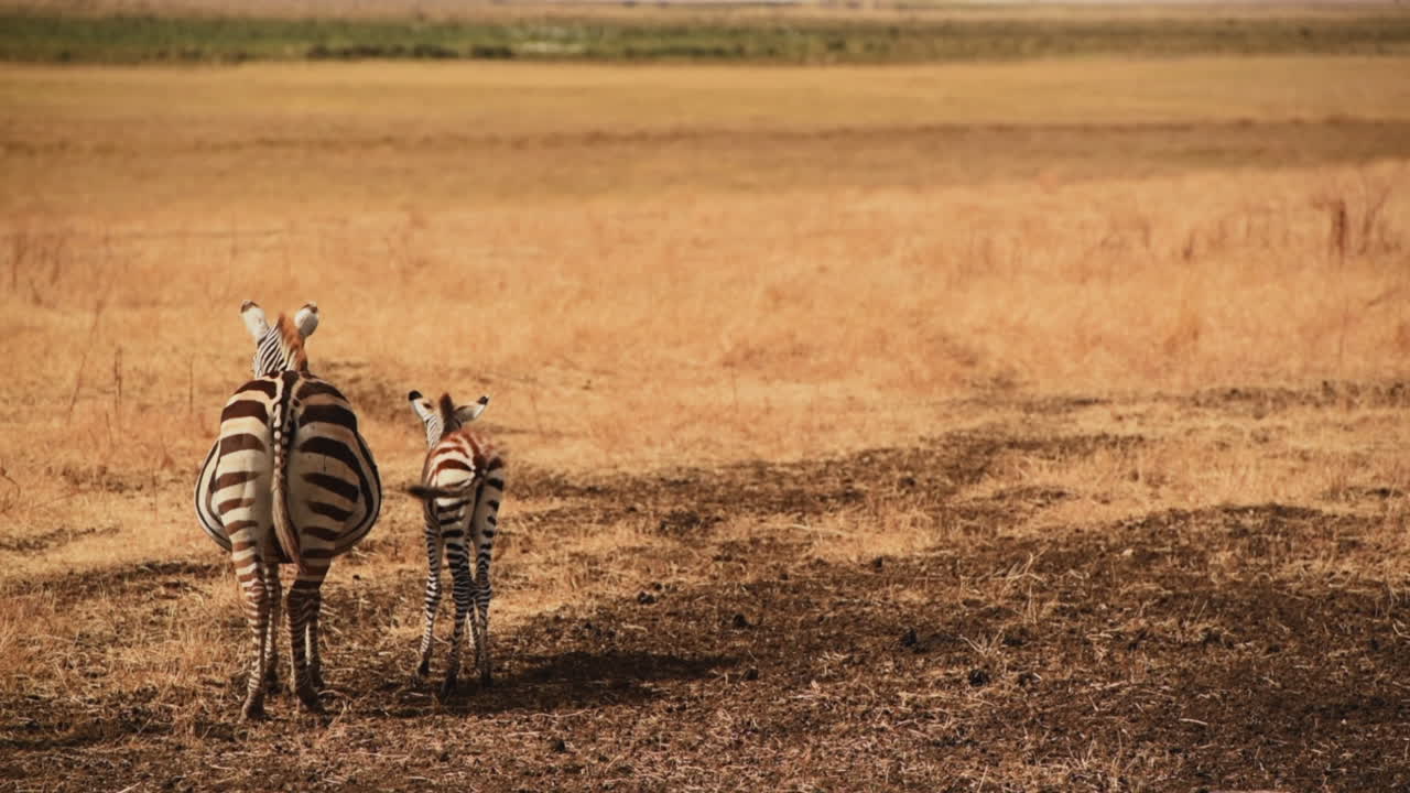 Vista posteriore di una zebra con il cucciolo in piedi nella savana.