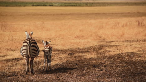 back view of zebra with cub standing in savannah