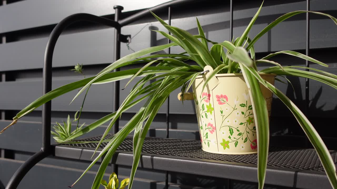 Spider Plant in a Decorated Pot on a Metal Shelf