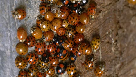 Primer-Plano-De-Un-Grupo-De-Mariquitas-Preparándose-Para-La-Hibernación-En-Una-Pared-Exterior-Del-Edificio