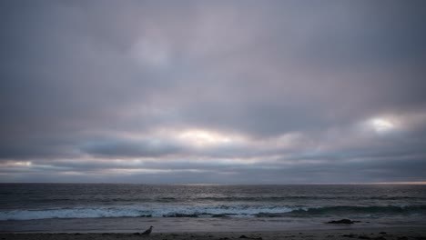 seabirds run along the shore as sun sets over the ocean on a gloomy day - time lapse