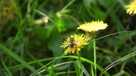 bee collecting pollen on a windy spring day