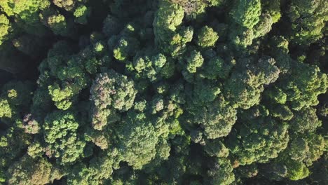 overhead aerial view of tree top of dense tropical rain forest trees