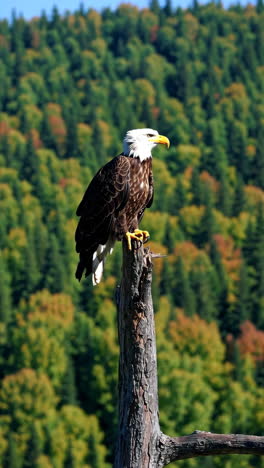 bald eagle perched on a tree stump in a forest