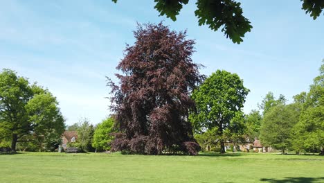 Stunning-tree-reveal-behind-leaves