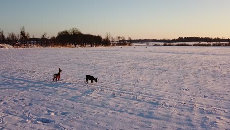 Aerial-birdseye-view-at-European-roe-deer-group-standing-on-the-snow-covered-agricultural-field,-winter-evening,-golden-hour,-wide-angle-drone-shot