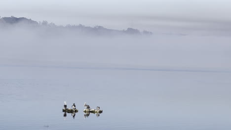 Morning-midst-in-the-seaside-of-Patagonian-Chile