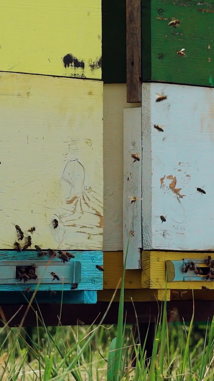 Plenty of bees at entrance of beehive. Bees returning from honey collection to hive. Vertical video