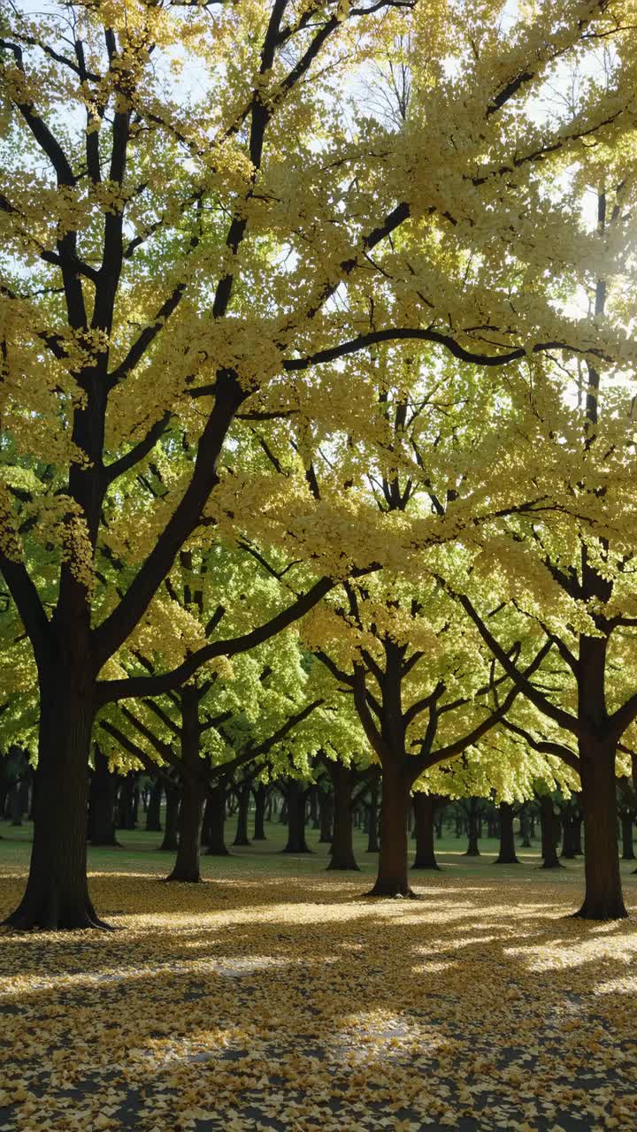 A serene video concept capturing a low-angle view of a sunlit grove of trees with golden leaves