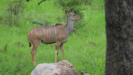 el antílope kudu de la vaca pastando en el prado, disparo medio