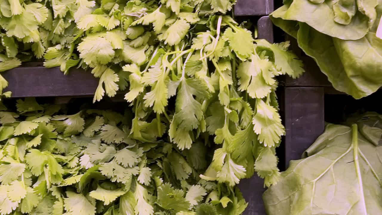 Hanging fresh cilantro bunches fill a supermarket shelf, offering vibrant green herbs for customers seeking flavorful ingredients for their culinary creations