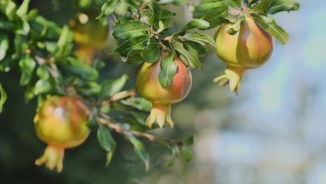 fresh pomegranate fruits on branch of pomegranate tree