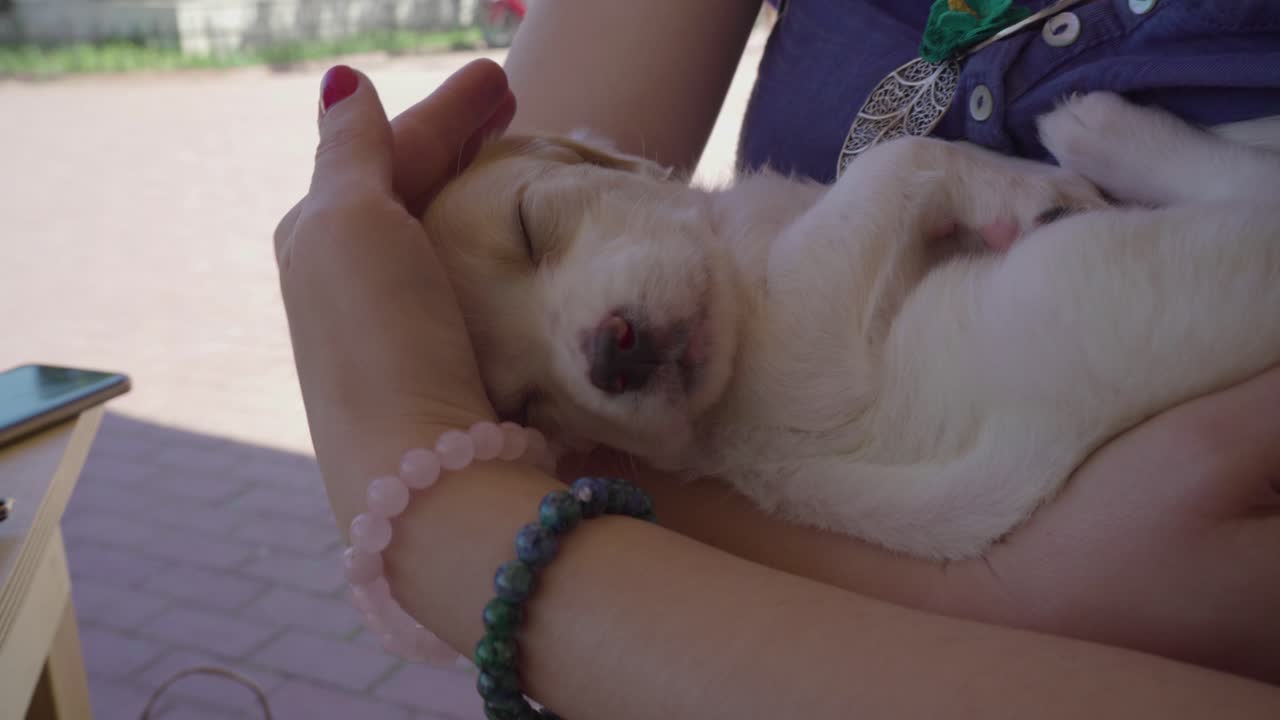 사랑으로 갈색 강아지를 안고 쓰다듬는 아름다운 여성