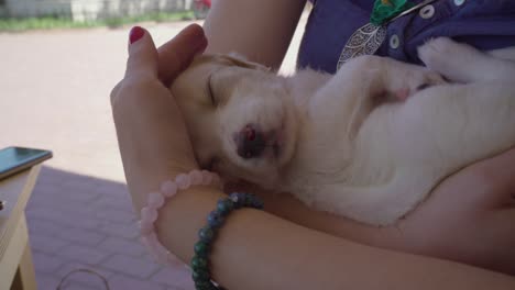 una hermosa mujer sosteniendo y acariciando a un cachorro marrón con amor