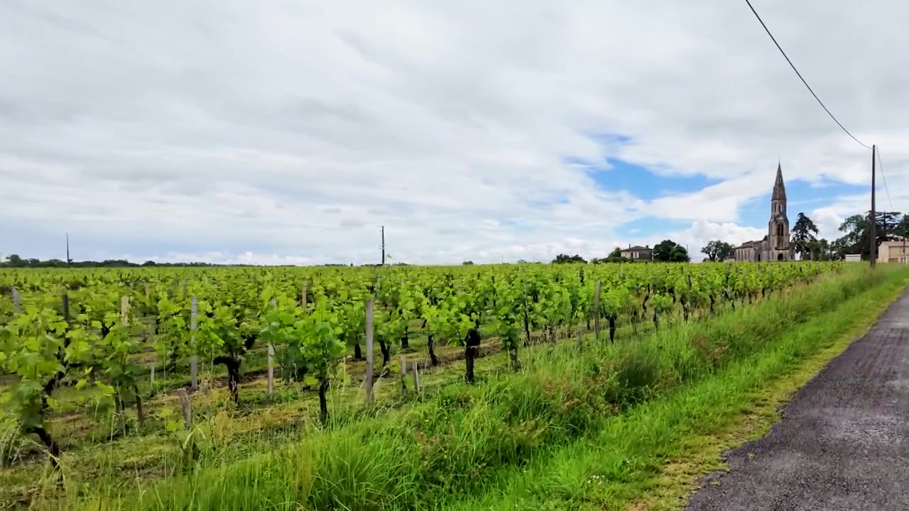 Una carrellata si muove oltre vigneti verdi lungo una strada asfaltata rurale sotto un cielo nuvoloso.