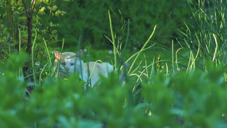 Beautiful-furry-ginger-domestic-cat-in-green-garden-at-summer,-medium-close-up-shot-through-the-green-grass