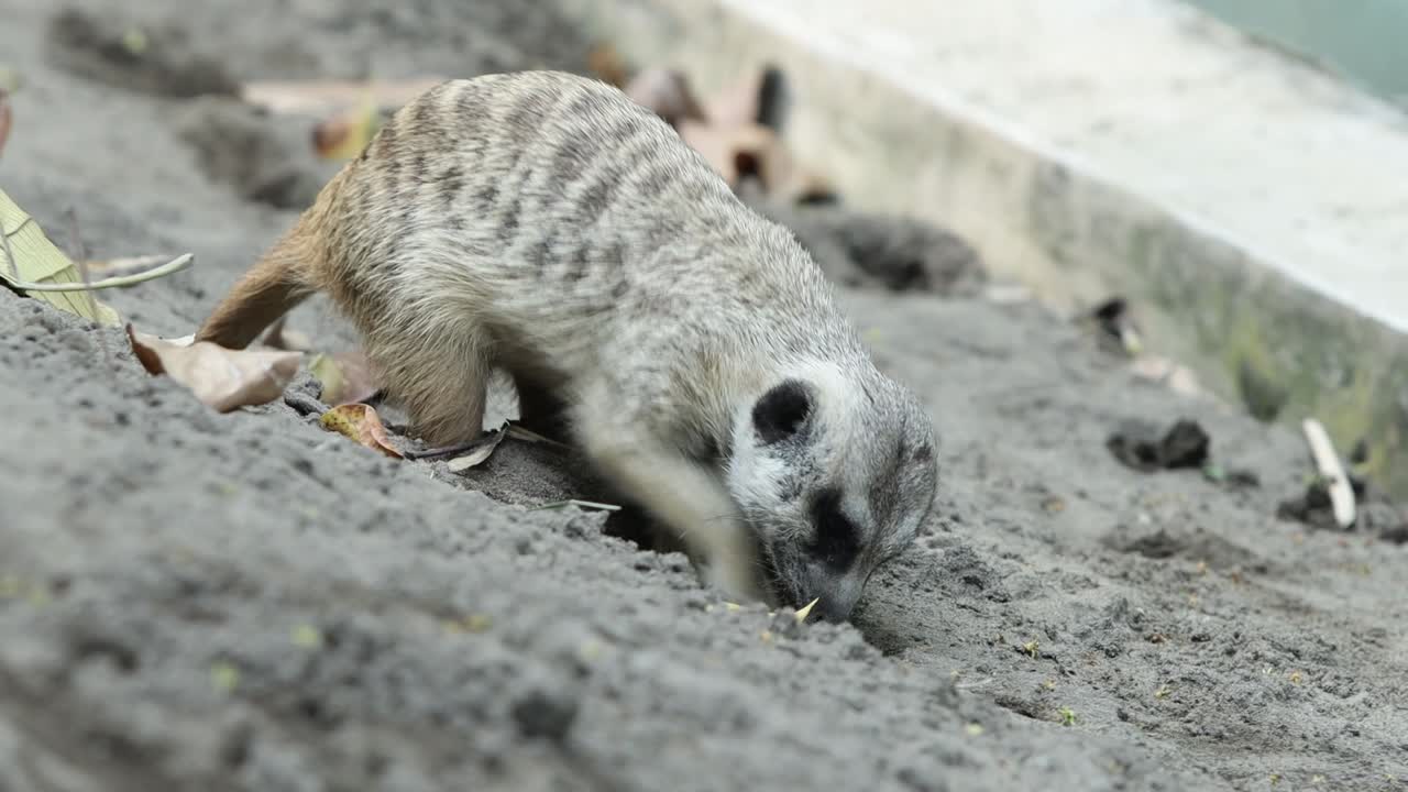Meerkat Digging in Sand Looking for Food in Natural Habitat