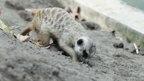 meerkat digging in sand looking for food in natural habitat