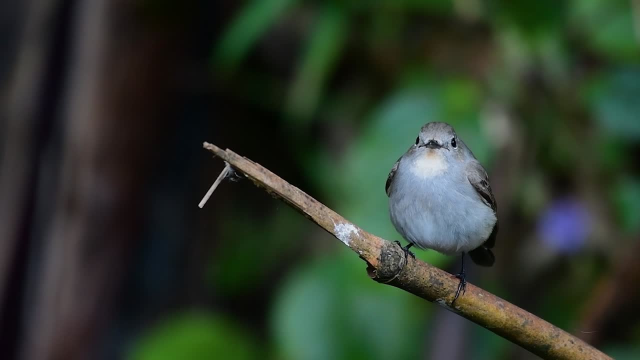 Taiga Flycatcher, Female,