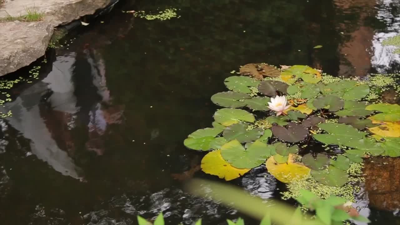 물 릴리 연못