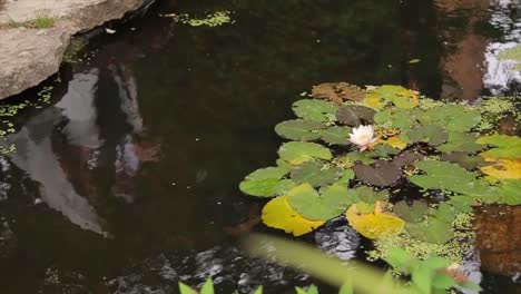 water lily pond