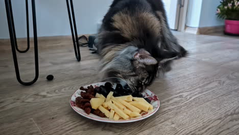 handsome dark-colored maine coon cat eating at home