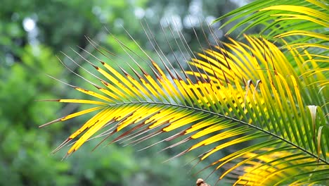 palm leaf and bokeh