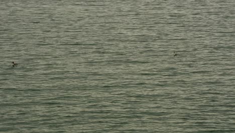 Great-Crested-Grebe-or-Podiceps-cristatus-birds-swimming-in-couple-on-lake