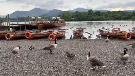 bote de remos y embarcadero en la orilla de derwentwater, con patos y gansos keswick town, parque nacional del distrito de los lagos, cumbria, inglaterra-1