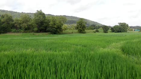 drone-shot-over-rice-field-mountain-in-background