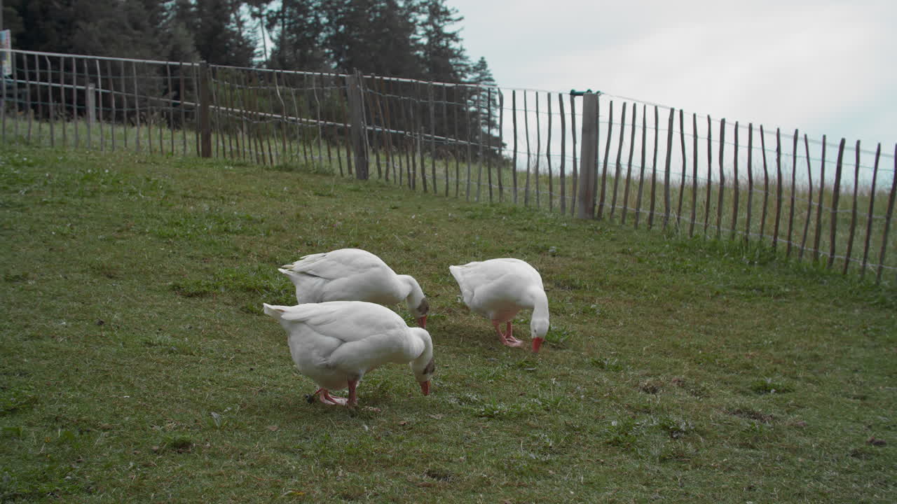 tres gansos blancos pastando en un campo
