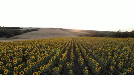 Campo-De-Girasoles-En-Flor-Al-Atardecer---Toma-Aérea-De-Drones