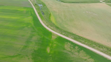 aerial birdseye view of ripening grain field, organic farming, countryside landscape, production of food and biomass for sustainable management, sunny summer day, wide drone shot moving forward