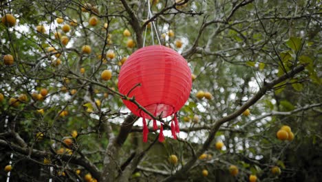 a red lantern hanging in a bare lemon tree full of yellow lemon