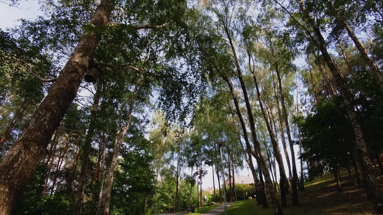 A serene forest path surrounded by tall trees and greenery on a sunny day. Ideal for nature, outdoor activities, walking, and peaceful environments, showcasing the tranquility of a wooded area.