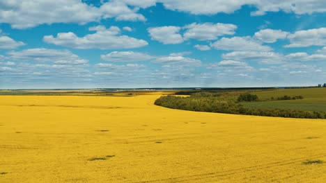aerial shot of rape seed field. aerial view of beautiful rural landscape with blooming fields