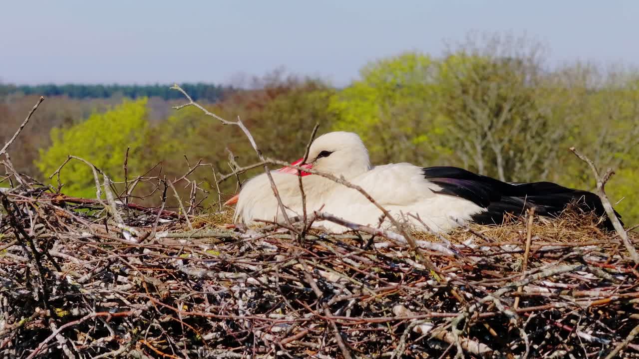 Telephoto drone captures white stork gently warming eggs in peaceful nest