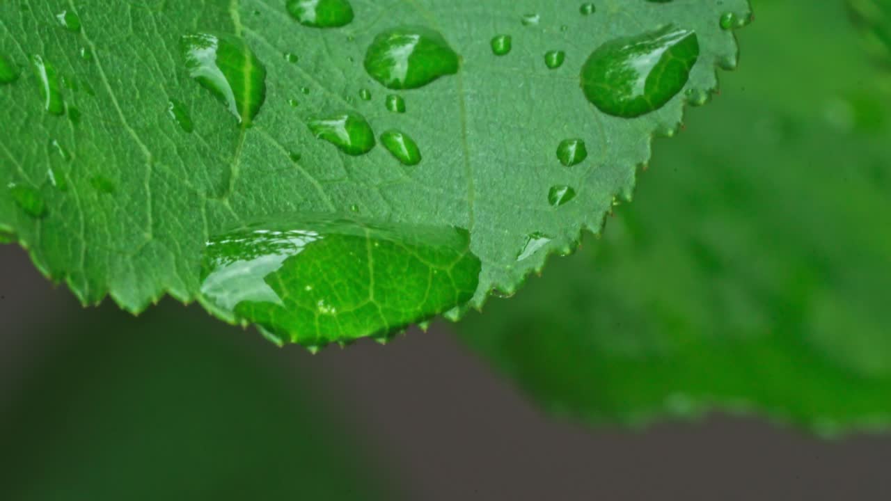 Water droplets on green leaves in nature after rainfall