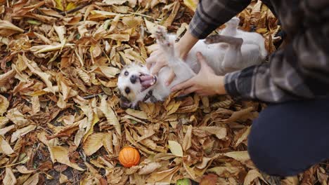 Frau-Spielt-Und-Kitzelt-Ihren-Jack-Russell-Terrier-Im-Herbstpark