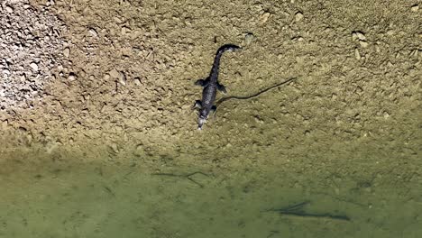 drone footage captures a saltwater crocodile near a riverbank in port douglas, australia, highlighting its natural habitat and behavior