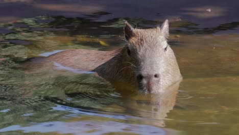 capybara swimming in water