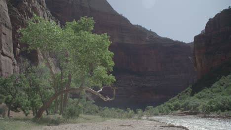 river in zion national park flowing through the canyons