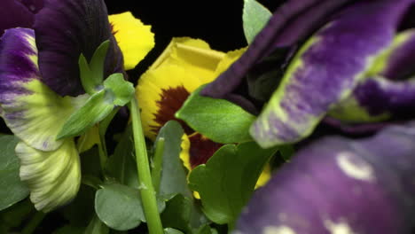 tiro macro deslizante sobre flores violetas