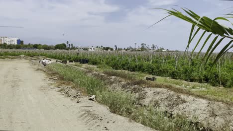 farmers harvesting crops in a field in the heat under a blue cloudless sky near malga with high-rise buildings in the distance