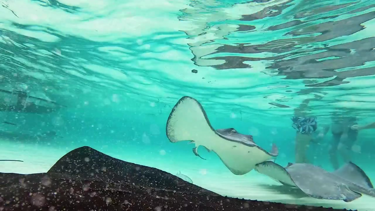 ケイマン諸島グランドケイマンのカリブ海、浅く透き通った水の中に立つ人々、その近くを泳ぐサザン・スティングレイとトランペットフィッシュ