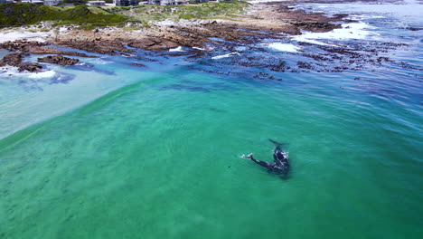 Southern-Right-whale-cuddled-by-newborn-calf-close-to-shore,-drone-orbit