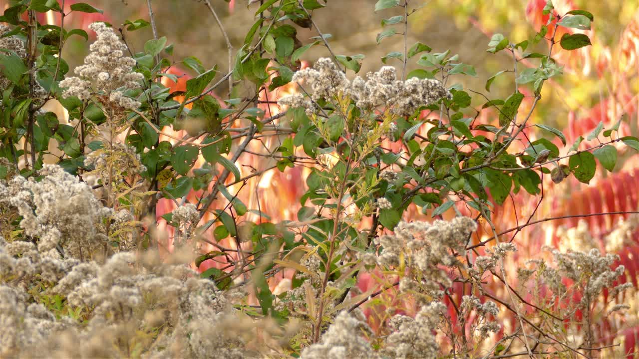 울창한 가을 캐나다 관목에 새가 있는 아름다운 가을 장면
