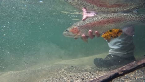 rainbow trout released underwater by fisherman in slow motion